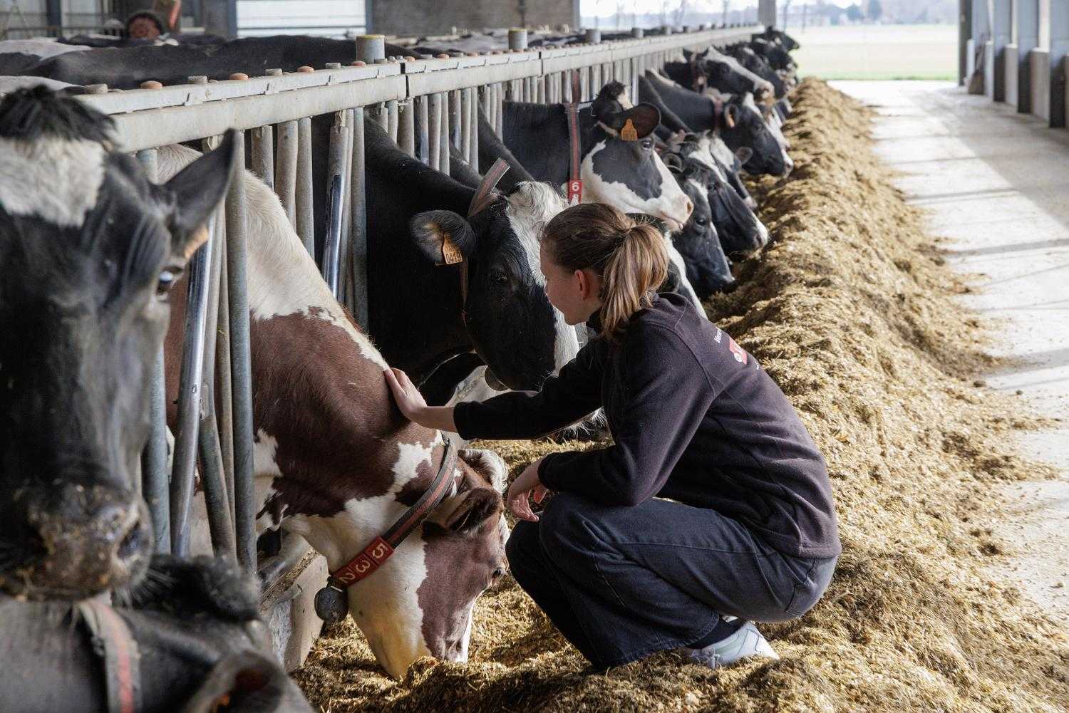 Girl on a farm with cows