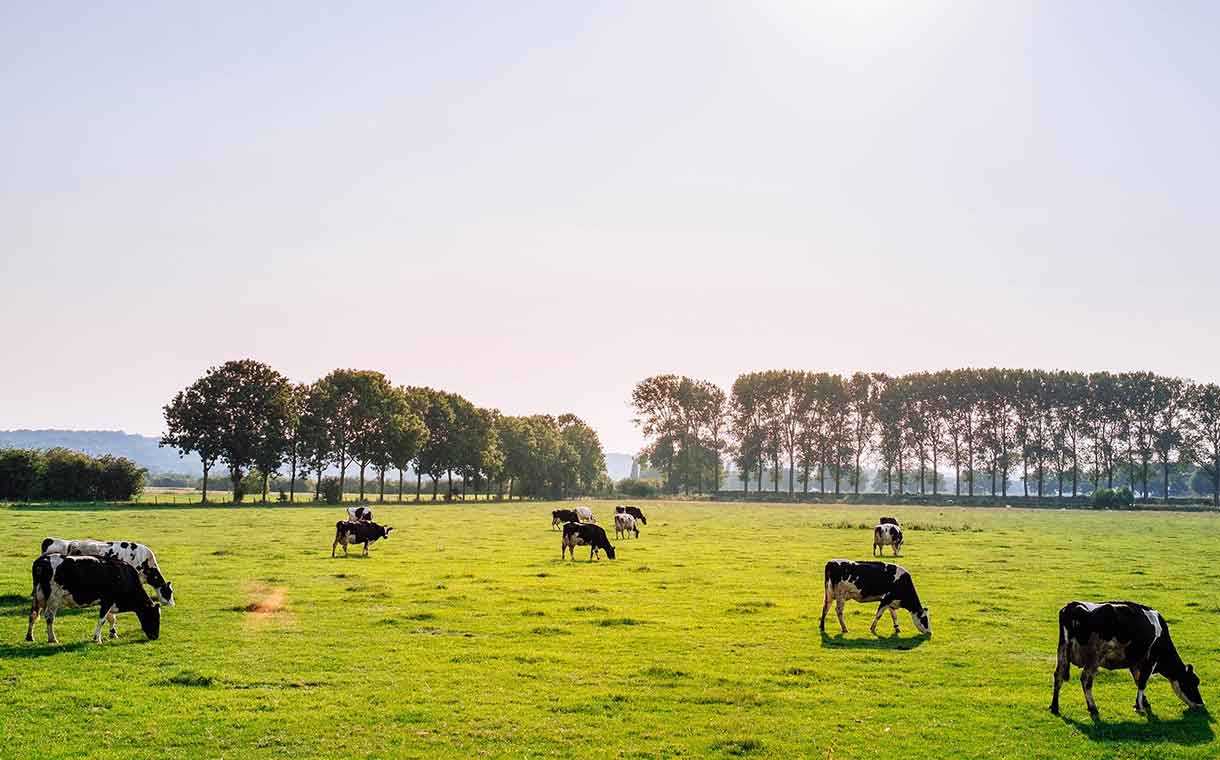 Landscape with cows in the field